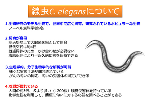 C.elegansɂ